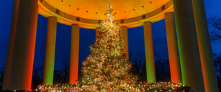 Best Christmas Lights in Washington, D.C. 2026: Top Displays to See
